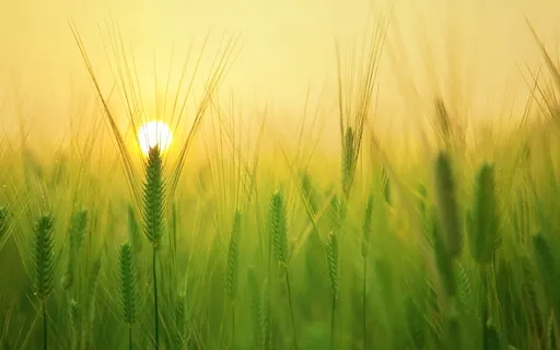 Energise Your Morning