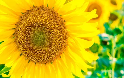 Energize And Focus - Right Nostril Breathing