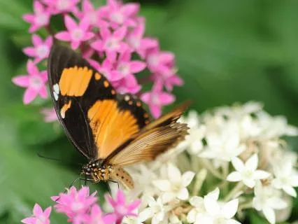 Energizing Affirmations For Abundance And Peace