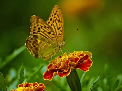 Energizing Morning Mindset For Abundance and Prosperity