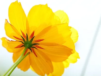 Energizing Our Solar Plexus With Love