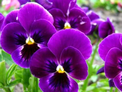 Energizing The Crown Chakra With Love