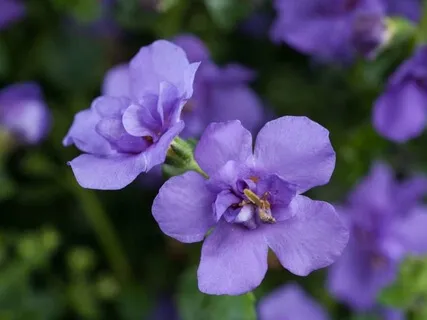 Energizing The Third Eye With Love