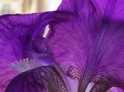 Energy And Activation - Right Nostril Breathing Practice