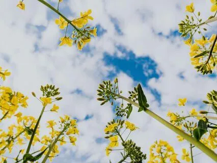 Energy Calming Meditation