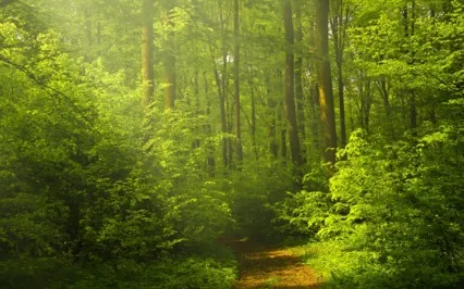 Energy Cleansing For Healing And Wisdom