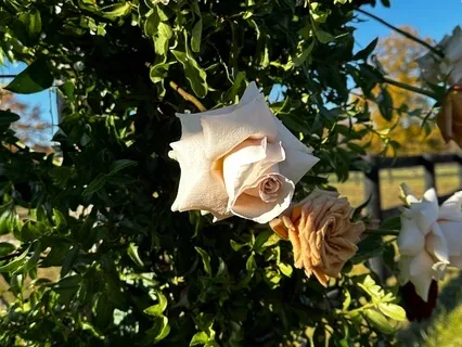 Energy Cleansing For Letting Go