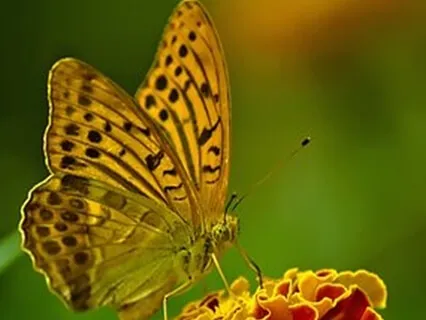 Energy Clearing Mantra Prayer - Bless Your Home