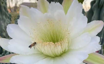 Energy Clearing Meditation 