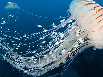 Energy Conscious: Jellyfish