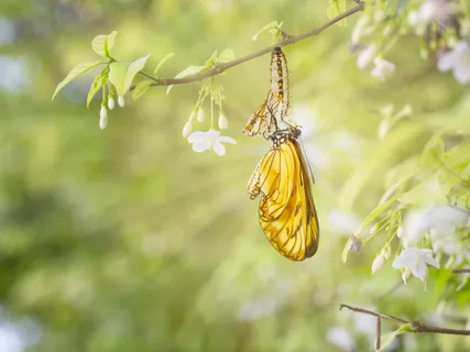 Energy Conscious: The Chrysalis
