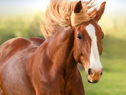 Energy Conscious: The Horse