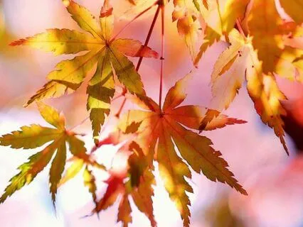 Energy Forecast Meditation : October 2024