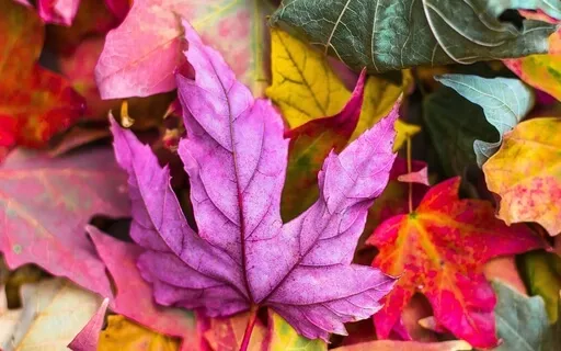 Energy Gate Breathing Meditation