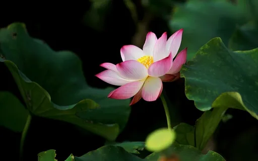 Energy Healing Divine Love (What Is God to You?)