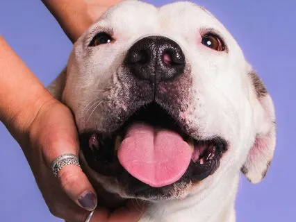 Energy Healing For Your Pet