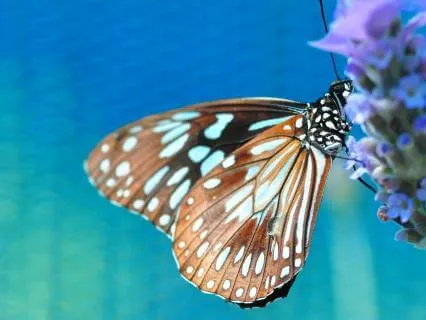 Energy Healing | Receive What You Need