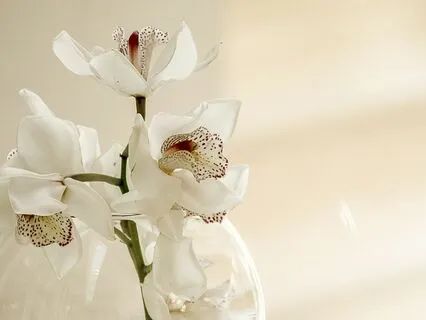 Energy Healing With Orchids