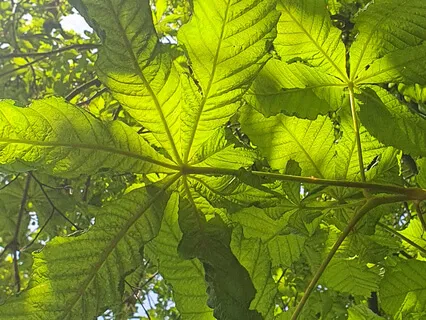 Energy Of Life Nidra