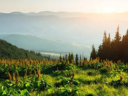 Energy Peace: Calm Your Mind And Body