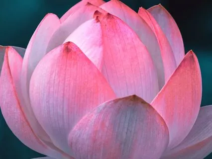 Energy Reset: Align With Your Highest Self