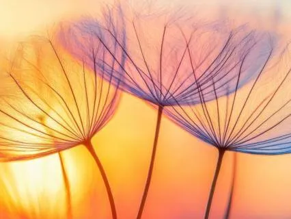 Energy Reset: Cleanse, Reconnect, Gratitude (with Intro)