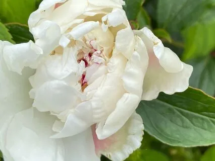 Energy Reset Meditation (Love)