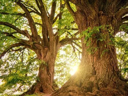 Energy Reset: Reconnect, Revitalize & Ground