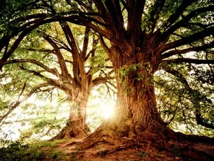 Energy Therapy Meditation For Self-Illumination E115