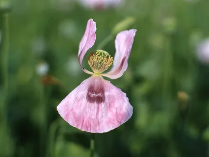 Flöte, Orch. - Engel Im Traum
