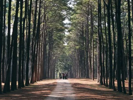 English Summer Woods: Nature's Healing Soundscape Birdsong