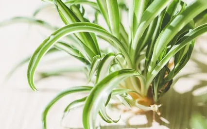 Enhance Health & Wellness Meditation With Spider Plant