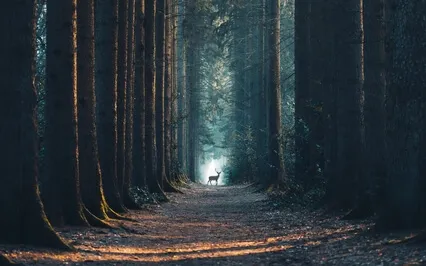 Enhance Immune System And Tissue Repair (639Hz)