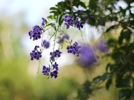 Enhance Positive Energy | 432Hz Healing Frequency | Mindfulness Meditation For Inner Peace