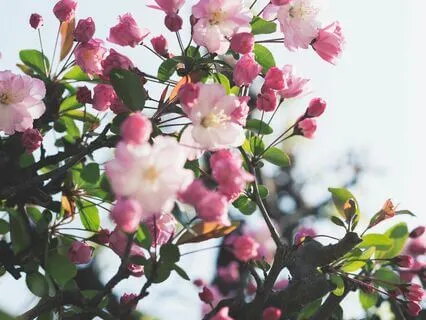 Enjoyment As Self-Compassion