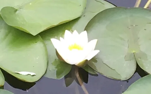 Enlightenment - What It Is (Live Stream Extract)