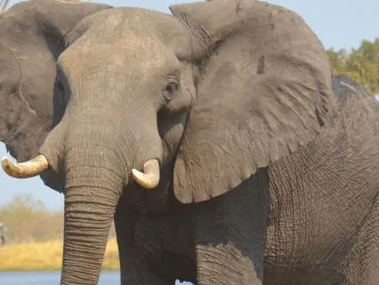 Enough: An Elephant's Guide To Self-Acceptance