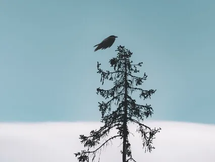 Ensinamento 'A Gralha'