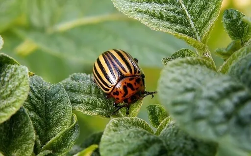 Ensinamento do Escaravelho
