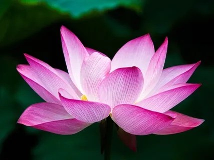 Enter Into Peace (Piano Instrumental)