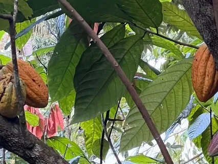 Enter The Cacao Grove