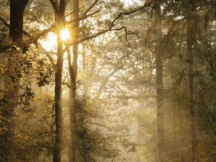 Enter The Forest: Meeting The Great Mystery