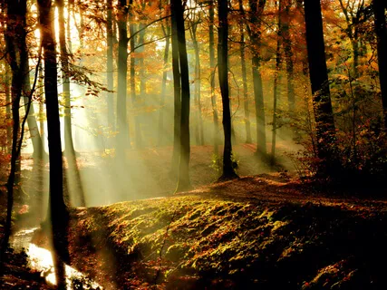 Enter The Morning Mindfully