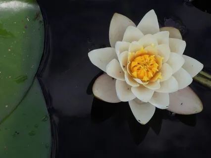 Entering Into The Beauty Of The Heart