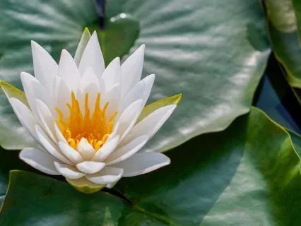 Entering Stillness: A Beginner’s Yoga Nidra