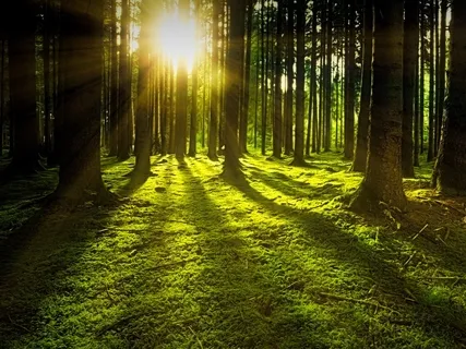 Entrego, Confio, Aceito, Agradeço