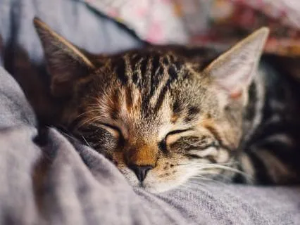 Entrusting Your Body To Sleep