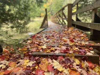 Envisioning Your Fall