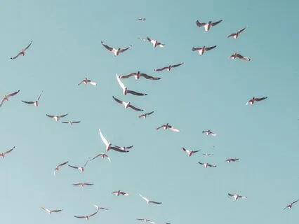 Envy And Resentment SOS: Cultivating Inner Peace & Freedom