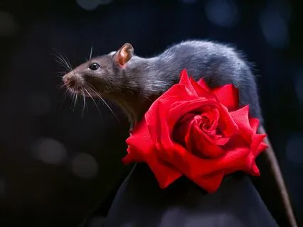 Ep. 102-The Byte: Four Arrows